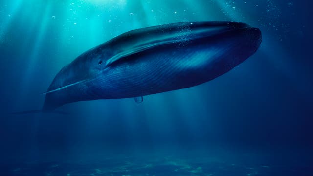 Wal unter Wasser