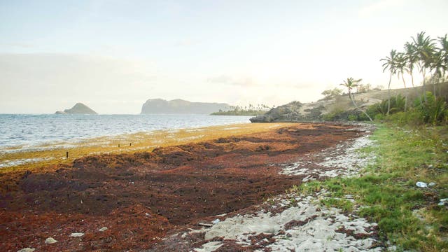 Eine dicke Schicht Sargassum-Braunalgen bedeckt Strand und Wasser auf einer Karibikinsel.