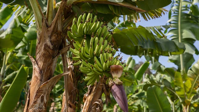 Bananenplantage auf Martinique