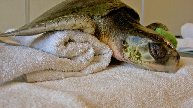 Gerettete Meeresschildkröte (Archivbild)