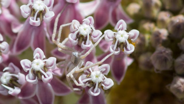 Gut versteckte Krabbenspinnen (Misumenoides formosipes) auf Blüten