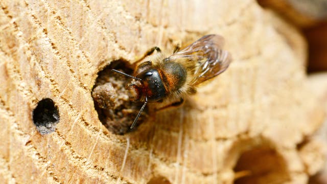 Stephan Krall: Vom Leben und Sterben der Insekten