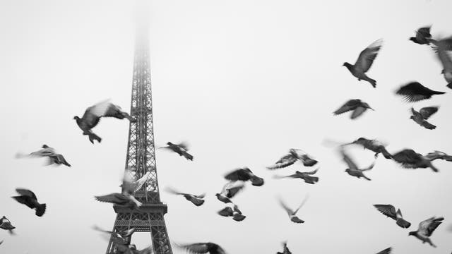 Tauben in Paris