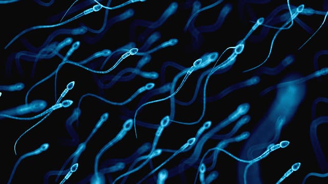 Künstlerische Darstellung von gesunden Spermien