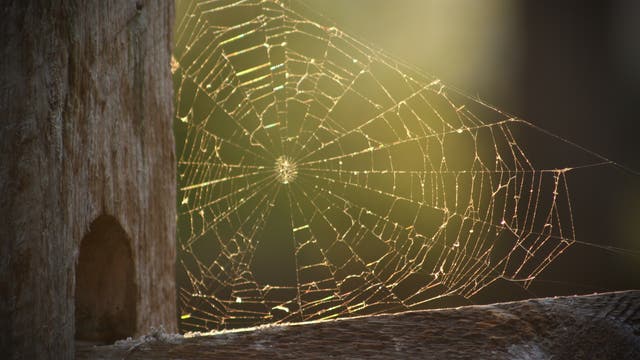Spinnennetz zwischen Holzbalken