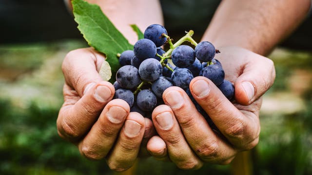 Zwei Hände voll frisch gepflückter blauer Weintrauben 