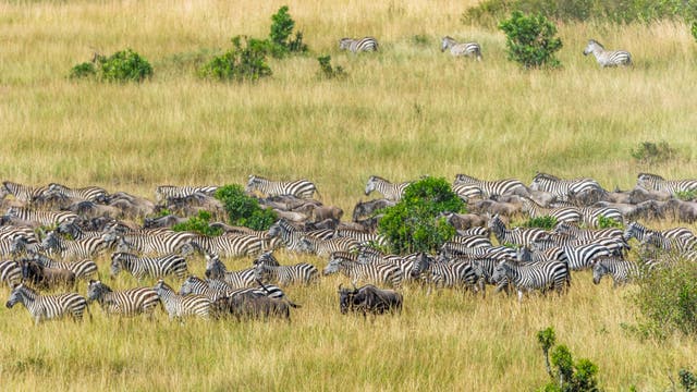 Zebras und Gnus bei ihrer großen Wanderung in der Masai Mara in Kenia.