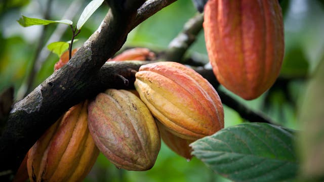 Kakaobäume sind anfällig für Krankheiten