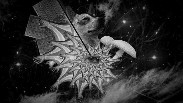 Schwarz-Weiß-Collage aus Pilzen, Auge, Tier und Türen, die eine psychedelische Erfahrung symbolisieren