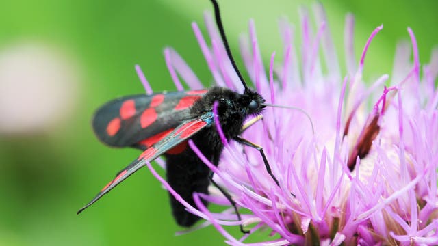 Ein Schmetterling mit schwarzen Flügeln und roten Flecken sitzt auf einer lila Blume. Die Szene ist in einem natürlichen Umfeld mit unscharfem grünem Hintergrund aufgenommen. Der Schmetterling saugt Nektar aus der Blüte.