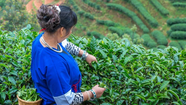 Eine Teepflückerin steht in den Hängen einer Teeplantage und erntet Teeblätter 