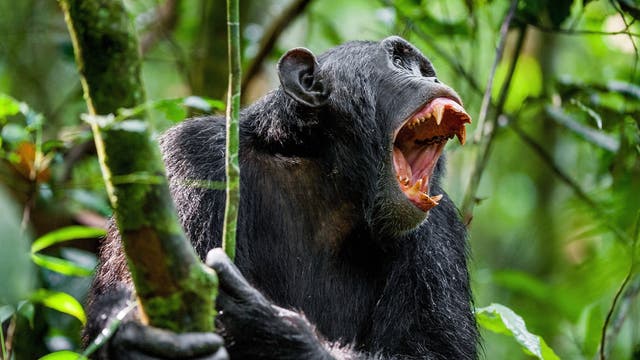Ein Schimpanse zeigt die Zähne