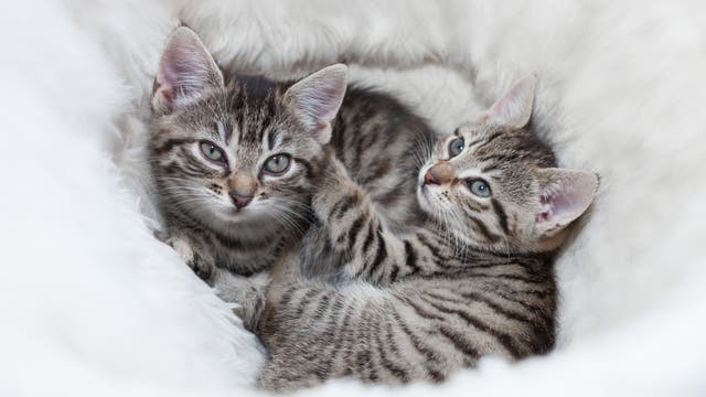 Zwei Babykatzen liegen in einem Korb und gucken erwartungsvoll in die Kamera.