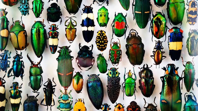 Eine Sammlung bunter tropischer Käfer. "The Creator would appear as endowed with a passion for stars, on the one hand, and for beetles on the other." - J.B.S. Haldane