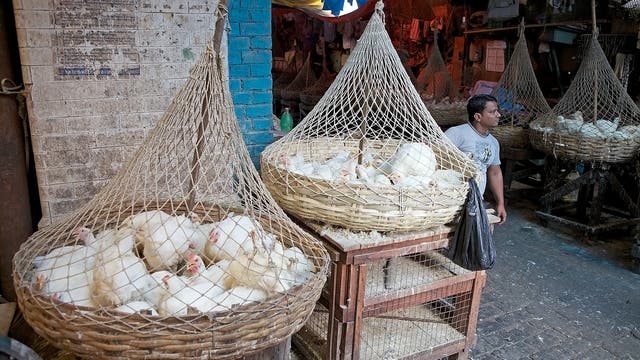 Hühner auf einem Markt in der indischen Großstadt Kalkutta