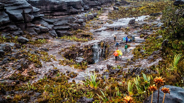 Touristen in bunter Regenbekleidung stehen in einem Feuchtgebiet auf dem Roraima-Tafelberg im Süden Venezuelas auf schwarzem Fels. Einzelne Pflanzen bedecken den Boden.