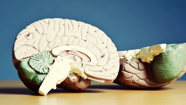 Modell eines menschlichen Gehirns - der Hippocampus ist die bogenförmige Struktur in der Mitte