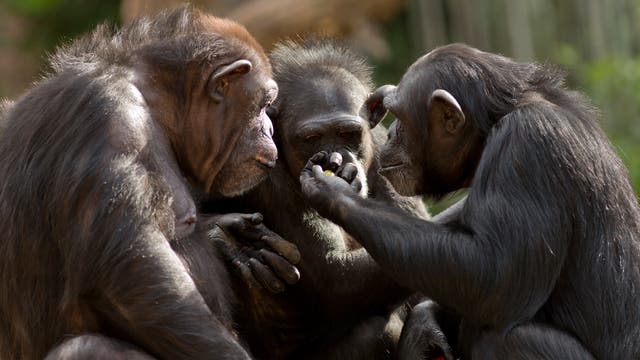 Drei Schimpansen stehen in einer Gruppe zusammen und schauen auf einen Gegenstand in der Hand des einen Affen.