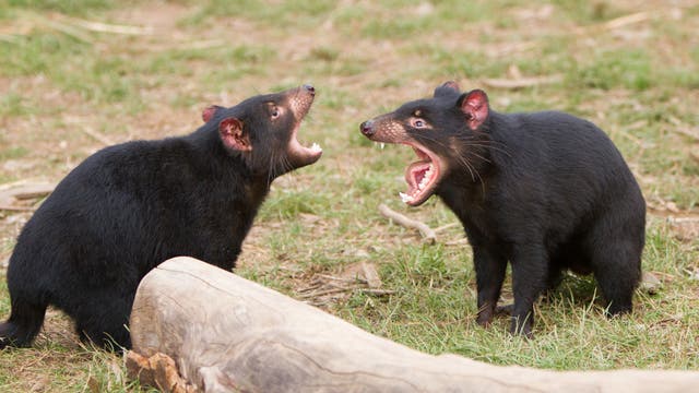 Zwei Tasmanische Teufel stehen sich angriffslustig gegenüber.