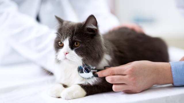Eine junge schwarz-weiße Katze liegt auf einem Metalltisch und wird tierärztlich untersucht