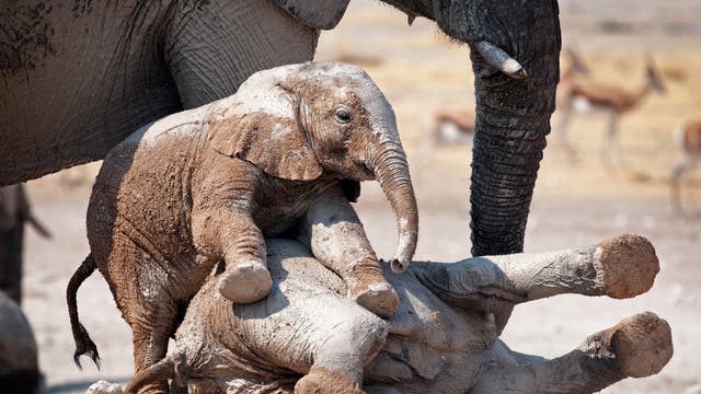 Zwei Babyelefanten rangeln