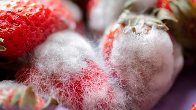 Schimmel auf Erdbeeren