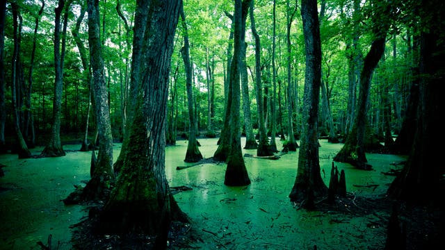 Sumpfwald in Louisiana