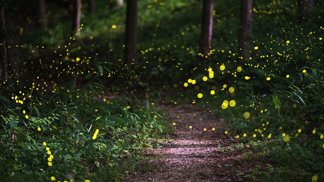 Glühwürmchen in einem Wald im japanischen Okayama