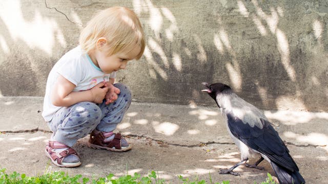 Kleines Mädchen betrachtet eine Kapuzenkrähe. Der Vogel scheint mit ihr zu sprechen.