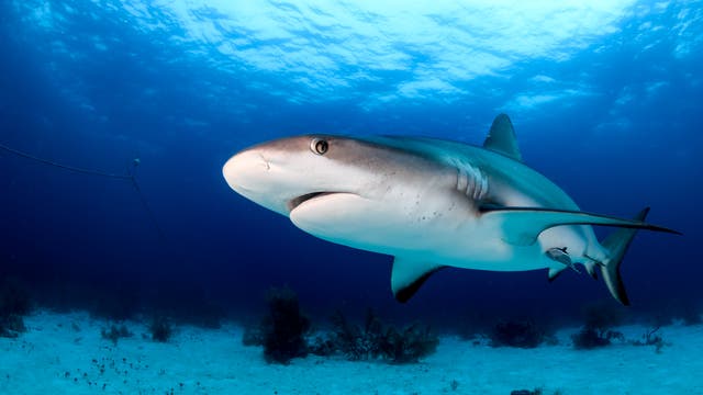 Ein Hai blickt skeptisch in die Kamera. Die Wahrscheinlichkeit, dass der Hai den Fotografen frisst, ist übrigens millionenfach geringer als umgekehrt.