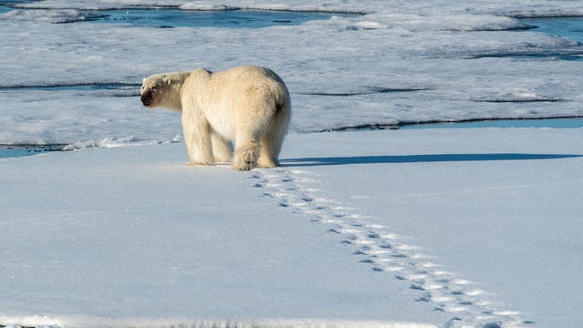 Ein Eisbär hinterlässt Fußspuren