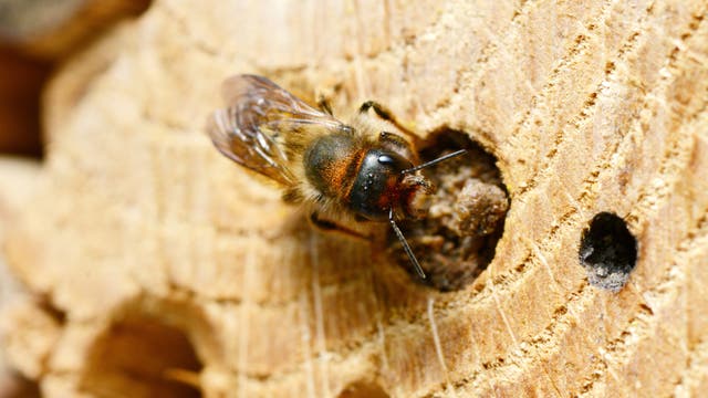 Eine Biene sitzt auf einem Stück Holz mit mehreren kleinen Löchern. Die Biene ist detailliert zu sehen, mit durchscheinenden Flügeln und einem pelzigen Körper. Das Holz zeigt eine raue, natürliche Textur. Die Szene vermittelt einen natürlichen Lebensraum für die Biene.