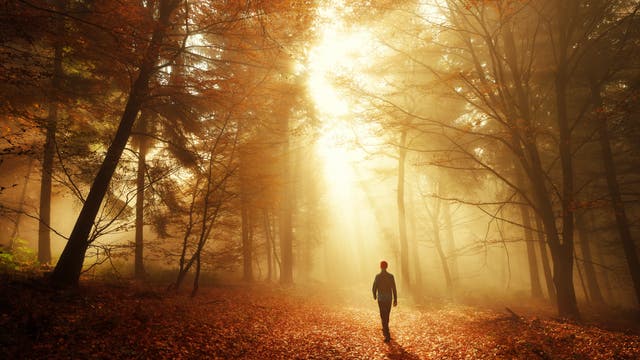 Ein Mann geht durch einen herbstlichen Wald, wobei er von der Sonne beschienen wird. 