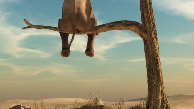 Traumwelt: Ein Elefant sitzt auf dem Ast eines Baumes in der Wüste