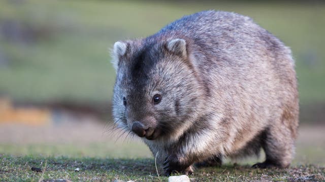 Wombat (Vombatus ursinus)