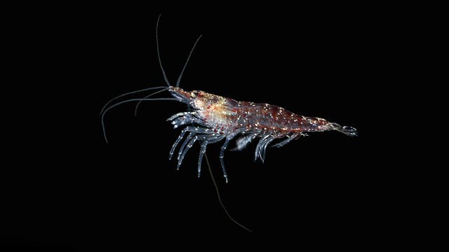 Krill genannte Krebstierchen bevölkern in Massen den Ozean