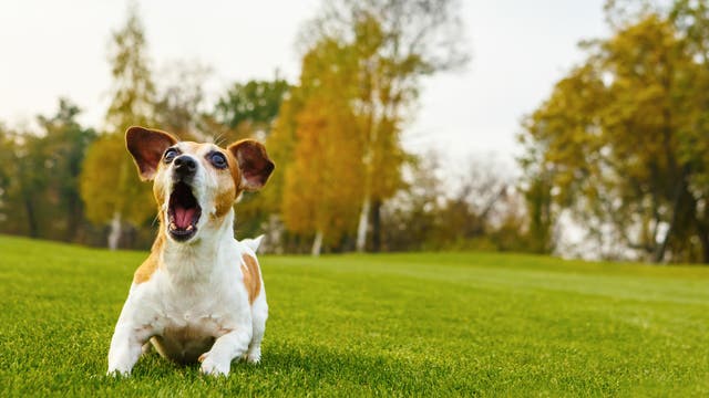 Ein kleiner, verschreckt bellender Hund auf einer grünen Wiese