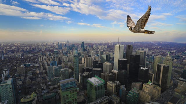 Falke über einer Großstadt