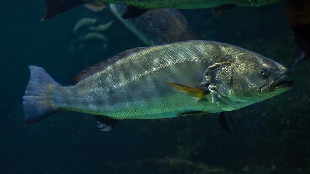 Der Adlerfisch ist ein im Atlantik lebender Verwandter des lautesten Fisches der Welt, Cynoscion othonopterus.