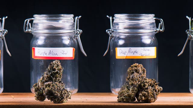 In einer Reihe von Einmachgläsern kann man verschiedene Sorten Cannabis sehen.