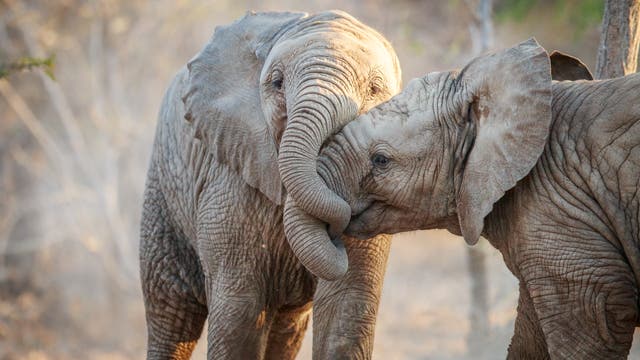 Zwei Elefanten ohne Stoßzahn spielen