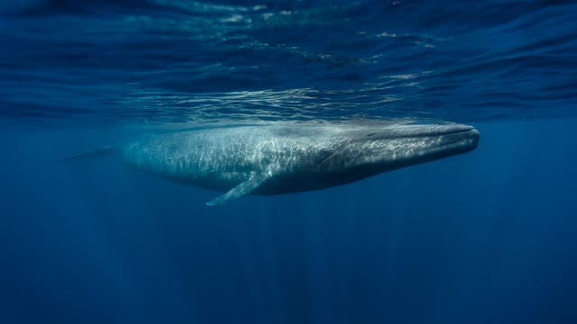 Blauwale erreichen eine Länge von 3 ;Metern und werden bis 190 Tonnen schwer.