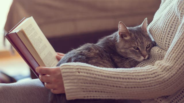 Eine graue Katze sitzt bei einer Frau in einem rosafarbenen Pulli auf dem Schoß. Die Frau liest ein Buch.