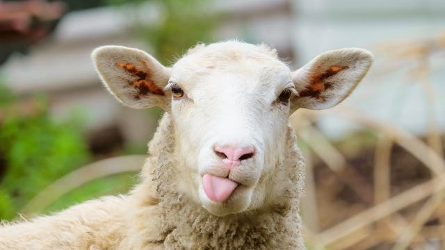 Ein Schaf streckt die Zunge raus.