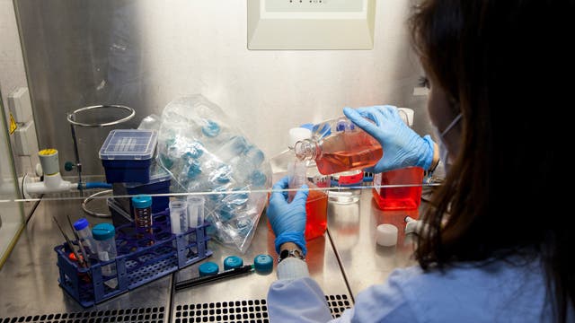 Eine Labormitarbeiterin füllt rotes Kulturmedium für humane Stammzellen in ein 50-ml-Probenröhrchen um.