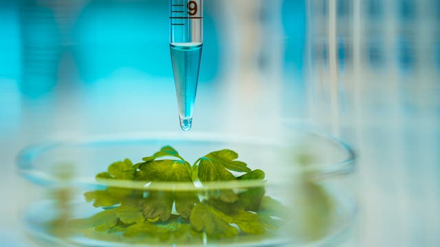 Grüne Pflanzenblätter in einer Petrischale werden mit einer Lösung beträufelt.