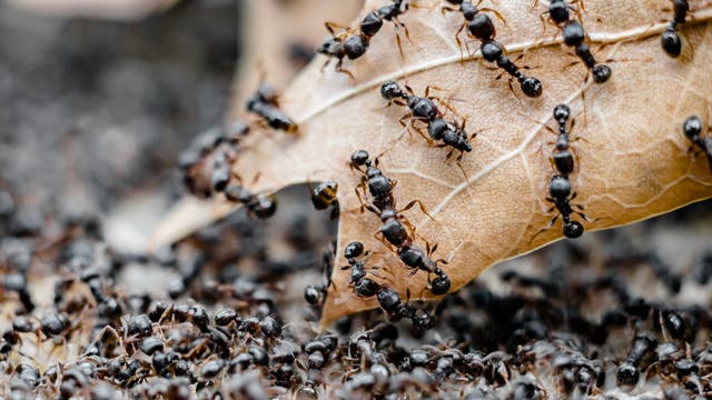 Kämpfende Ameisen auf einem vertrockneten Blatt