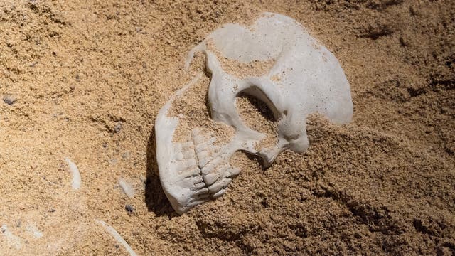 Menschlicher Schädel im Sand