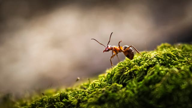 Arjan Postma: Wie eine verrückte Ameise die Welt verändern kann