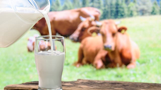 Milch wird aus einem Krug in ein Glas gegossen. Im Hintergrund Kühe.